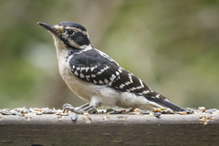Hairy Woodpecker photo 5