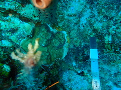 Porites astreoides
