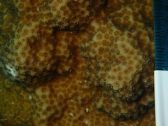 Porites astreoides