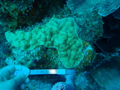Porites astreoides