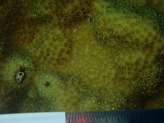 Porites astreoides