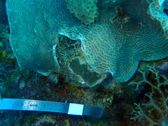 Porites astreoides