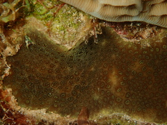 Porites astreoides