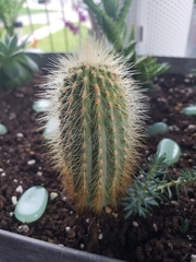 Cephalocereus polylophus