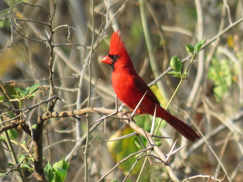 Cardenal rojo