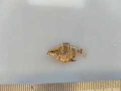 Moon Pacu photo 2