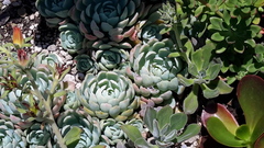 Echeveria elegans