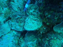 Porites astreoides
