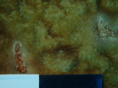 Porites astreoides