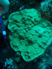 Porites astreoides