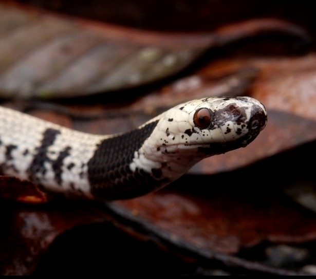 Asthenodipsas