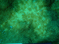 Porites astreoides