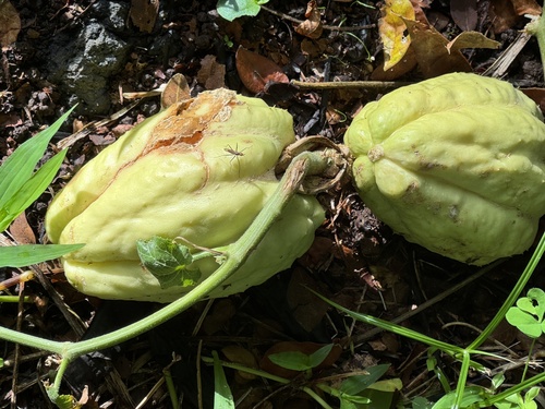 Sechium edule observed 2024-09-19
