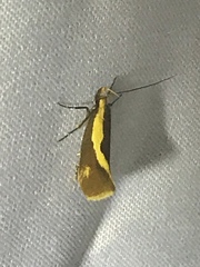 Harpella forficella