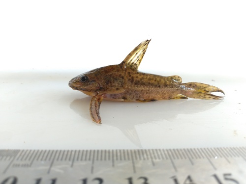 Spotted thorny catfish (Ossancora punctata) — Doradidae — 2
