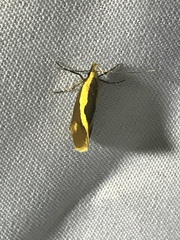 Harpella forficella