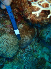 Stephanocoenia intersepta