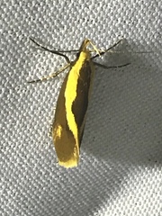 Harpella forficella
