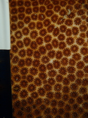 Stephanocoenia intersepta