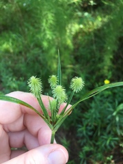 Cyperus plukenetii