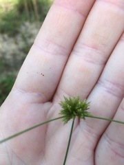 Cyperus filiculmis