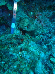 Stephanocoenia intersepta