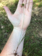 Cyperus filiculmis