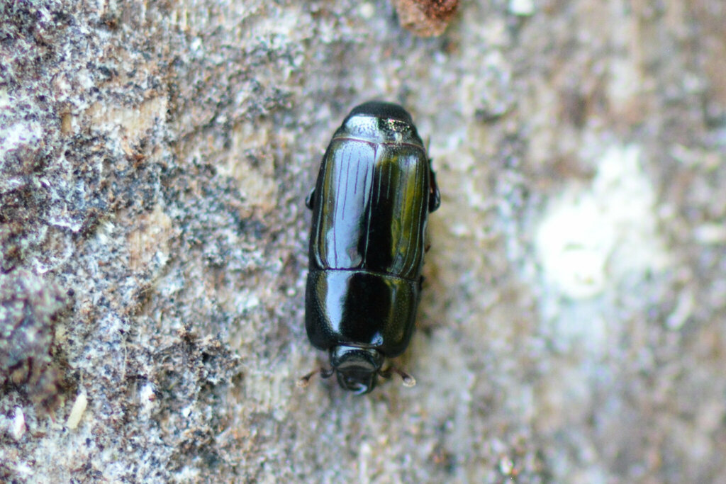 Platysoma elongatum elongatum