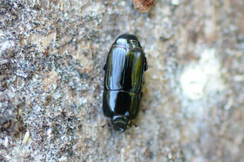 Platysoma elongatum