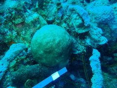 Stephanocoenia intersepta