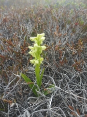 Platanthera hyperborea