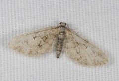 Eupithecia abbreviata