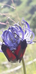 Zygaena purpuralis
