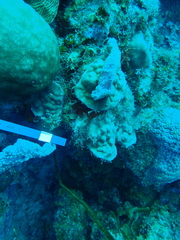 Porites astreoides