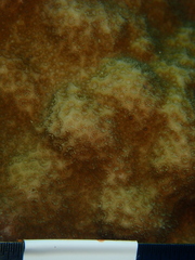 Porites astreoides
