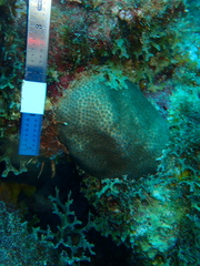 Stephanocoenia intersepta