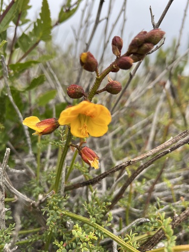 Erythrostemon angulatus