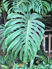 Monstera deliciosa