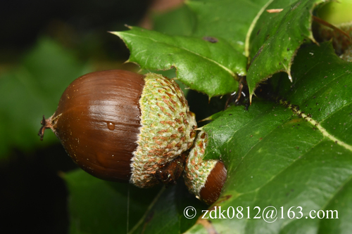 Quercus spinosa