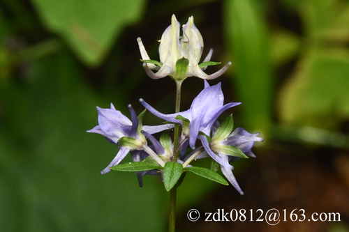 spurred gentian