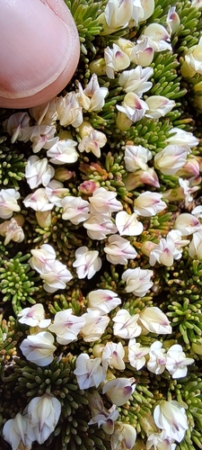 Quartz Capegorse (Aspalathus quartzicola)