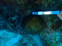 Stephanocoenia intersepta