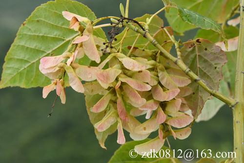 Père David's Maple