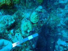 Porites astreoides