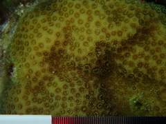 Porites astreoides