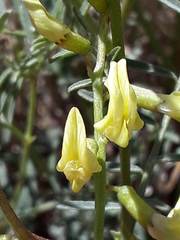 Astragalus filipes