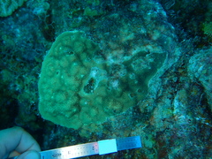 Porites astreoides