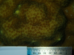 Porites astreoides