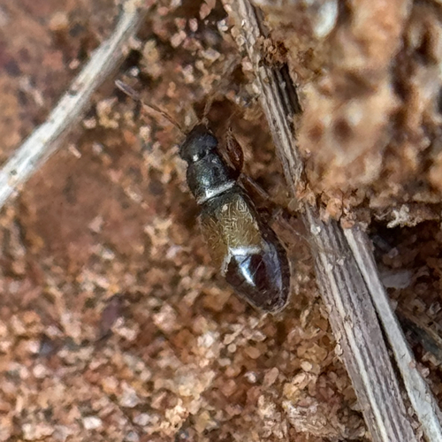 Neosuris castanea