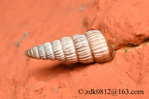 Stenogyropsis potanini